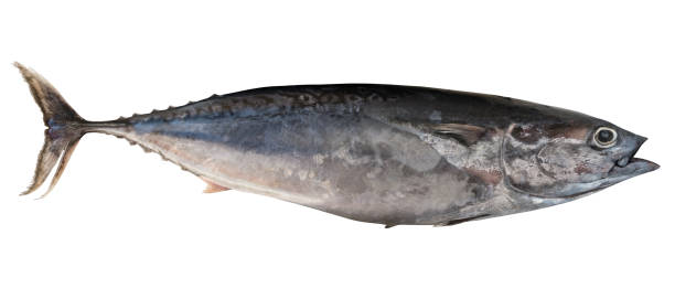 istock Mediterranean horse mackerel isolated. Trachurus mediterraneus. 680165894