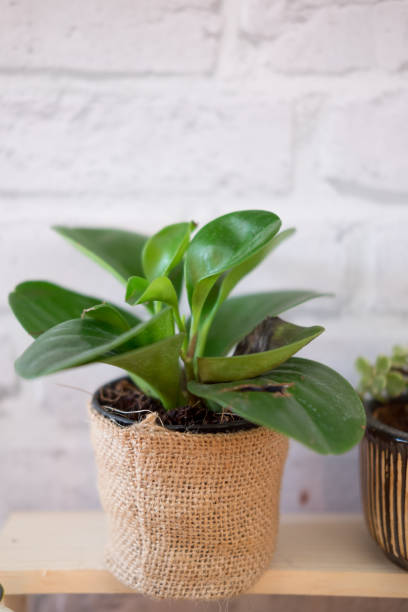 istock Young plants in plant pot, Ecology concept 680165992