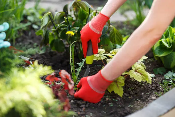 Photo of Photo of gloved woman hand holding weed and tool removing it from soil.