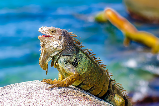 View on Iguana on a rock in National park Tayrona in Colombia