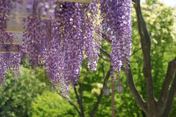 istock Flower of the wisteria 680166432