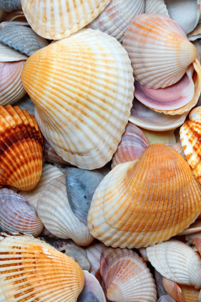 istock Shells of anadara at sun summer day 680171660