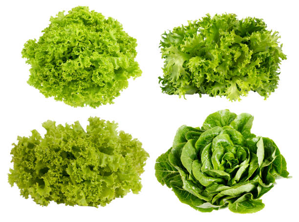 istock Collage of lettuce isolated on white background. 680172136