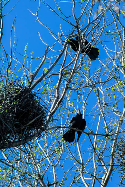 Crows and crow's nests on trees Crows and crow's nests on trees, natural background with bird crows nest stock pictures, royalty-free photos & images