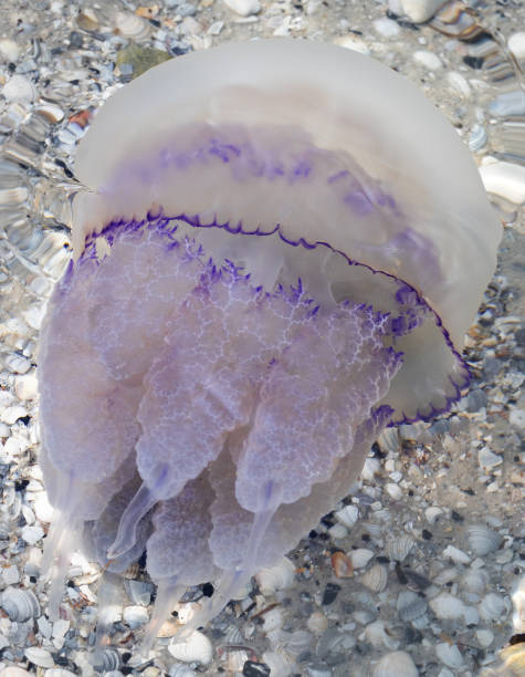 istock Jellyfish (Rhizostomae) in sea 680172980