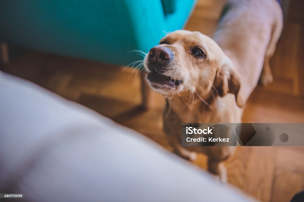 Dog barking at home Small yellow dog barking at home Dog Stock Photo