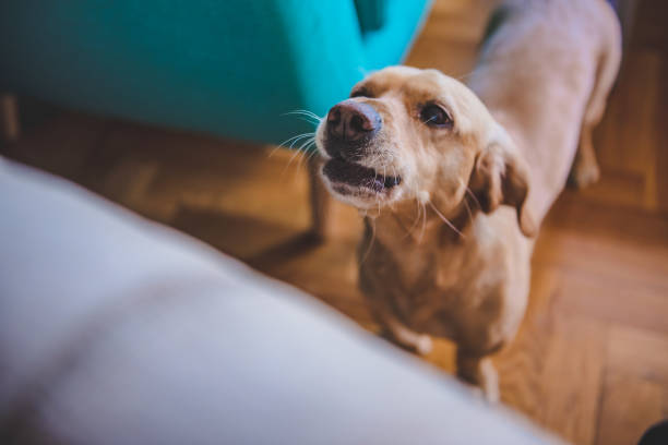 Dog barking at home Small yellow dog barking at home barking animal photos stock pictures, royalty-free photos & images