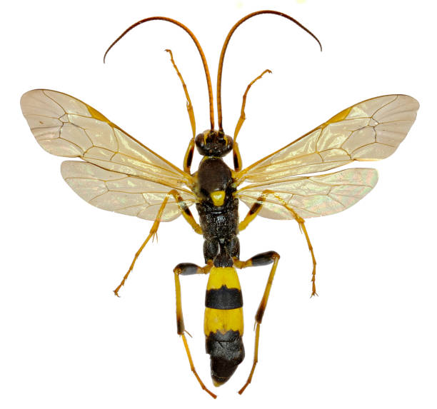 istock The Parasitic Wasp Amblyteles on white Background  -  Amblyteles armatorius  (Frster, 1771) 680177622