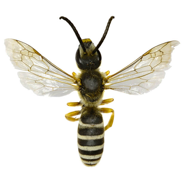 istock Great Banded Furrow Bee on white Background  -  Halictus scabiosae (Rossi, 1790) 680177646