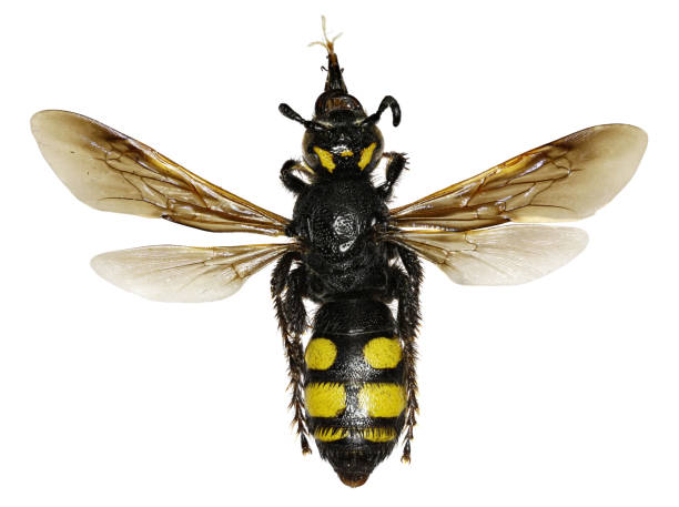 istock Mammoth Wasp on white Background  -  Colpa sexmaculata  (Fabricius, 1781) 680177674