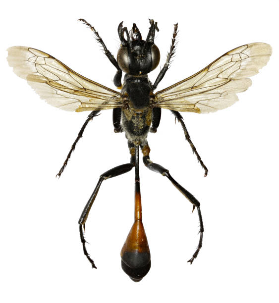 istock Red Banded Sand Wasp on white Background  -  Ammophila sabulosa (Linnaeus, 1758) 680177696