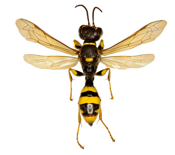 istock Field Digger Wasp on white Background  -  Mellinus arvensis (Linnaeus,1758) 680177702