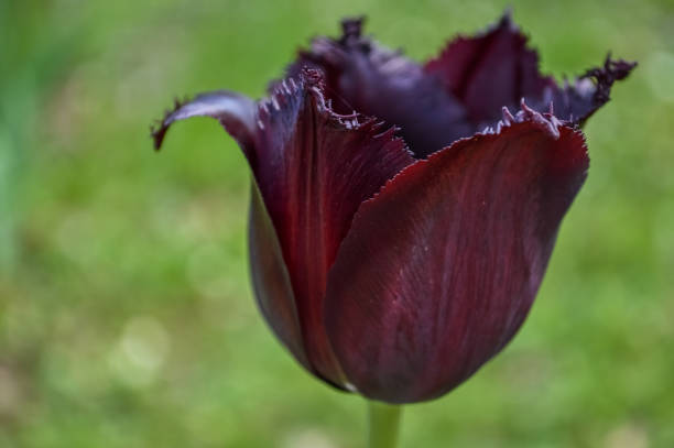 Amazing fringed edges black tulip closeup, Triumph Tulip or Queen of the Night