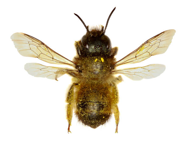 red mason bee on white background  -  osmia bicornis (linnaeus,1758) - bicornis imagens e fotografias de stock