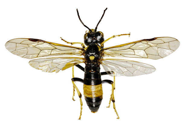 istock Sawfly Tenthredo on white Background  -  Tenthredo maculata (Geoffroy, 1785) 680177730