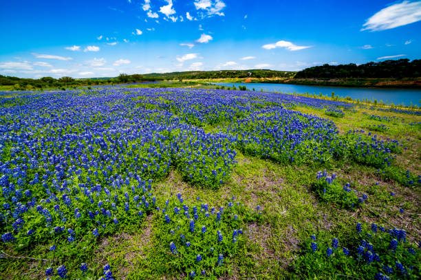 vue grand angle des célèbres fleurs sauvages à os bleu du texas près du fleuve colorado - wildflower flower colorado lupine photos et images de collection