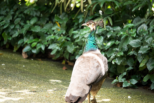 male peacocks strolling in the garden with the pool in the background