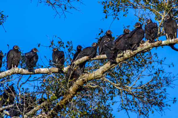 istock A Group of Texas Turkey Vultures 680178274