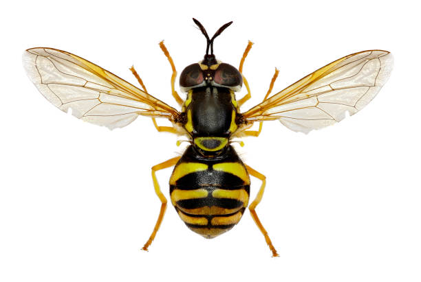 istock Hoverfly Chrysotoxum on white background  -  Chrysotoxum verralli (Collin, 1940) 680178434