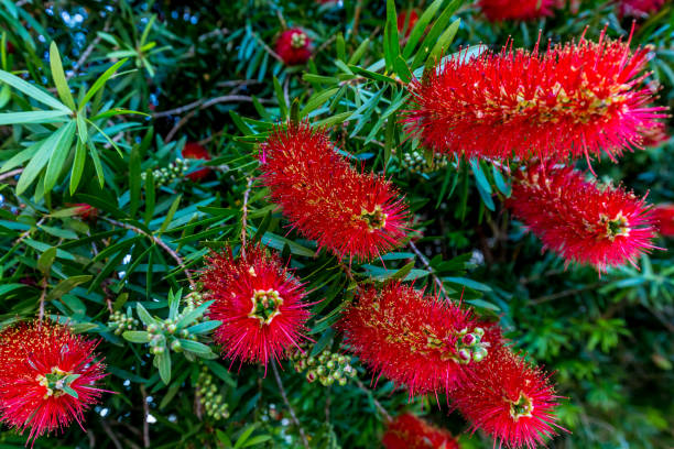 istock Bright Red Blossoms on a Bottlebrush Tree  in Texas. 680178562