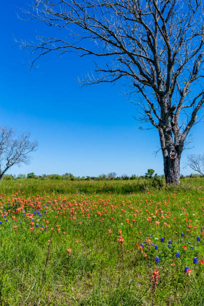 istock Orange Indian Paintbrush Wildflowers in Texas with Tree. 680185080