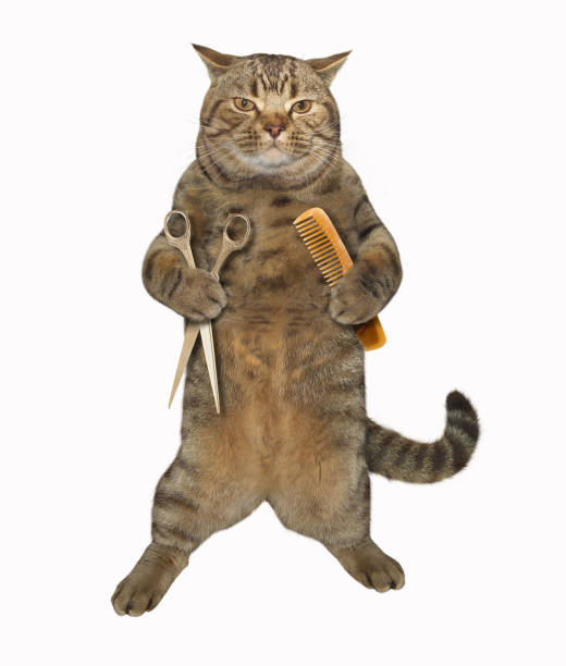 istock Cat hairdresser 1 680185804
