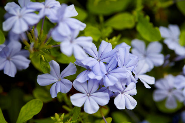 istock Purple Spring Flower Blossom Macro 680194276