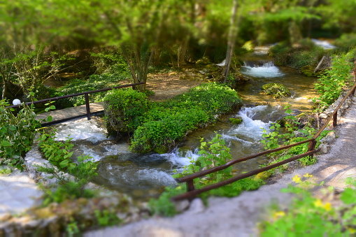 creek, stream, forest, flora