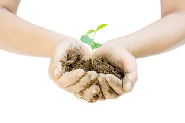 istock plant growing with soil among woman hands on white background 680197612