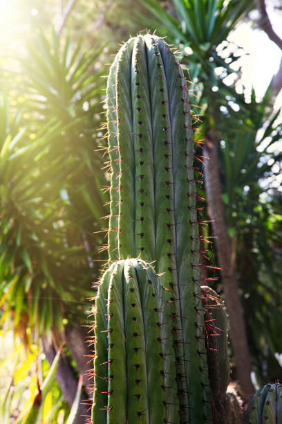 istock A huge cactus growing in the garden 680197966