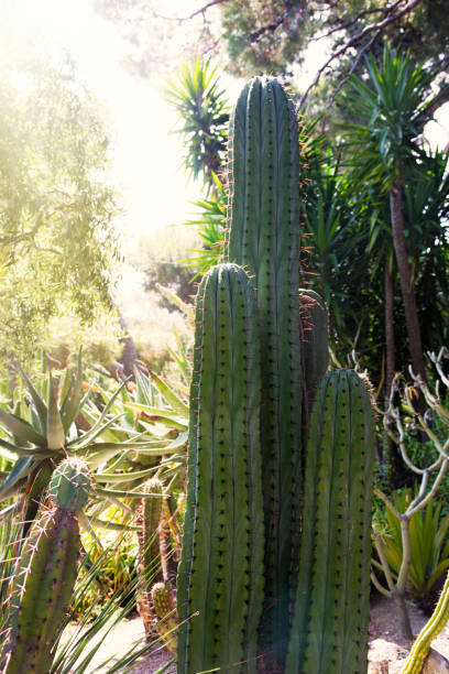 istock Large cactus growing in the garden 680197970