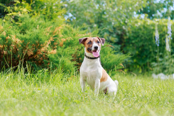 istock Dog breed Jack Russell Terrier sitting 680198766