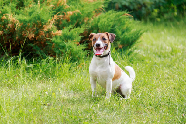 istock Dog breed Jack Russell Terrier sitting 680198768