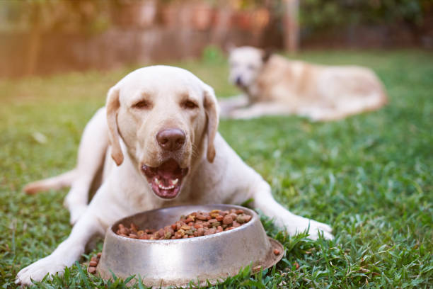 istock Labrador eat from metal bowl 680199014