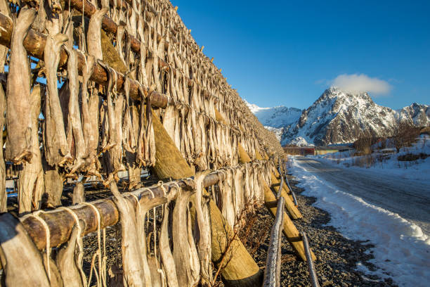Lofoten islands fish heads drying on racks