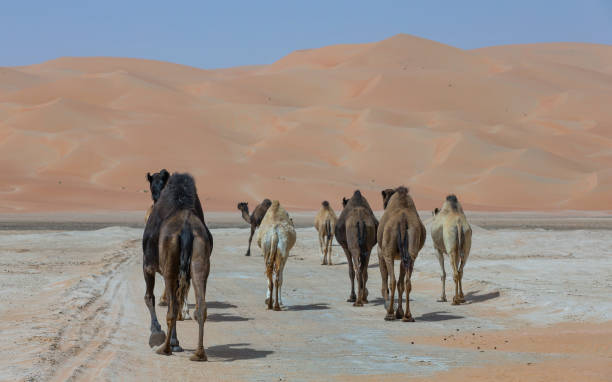 istock camels in Liwa desert 680200208