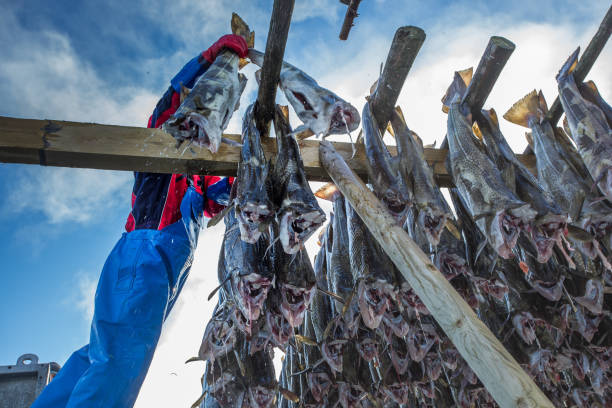 istock Racks full of dried codfish, Svolvaer, Lofoten, Norway 680200296