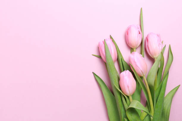 istock Pink tulips on the pink background. Flat lay, top view.  Valentines background. 680200780