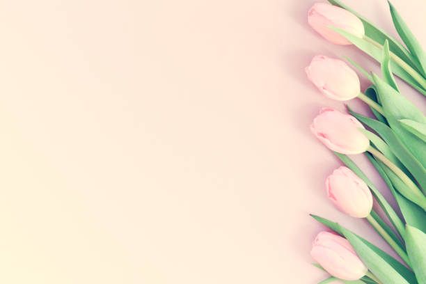 istock Pink tulips on the pink background. Flat lay, top view.  Valentines background. 680200782