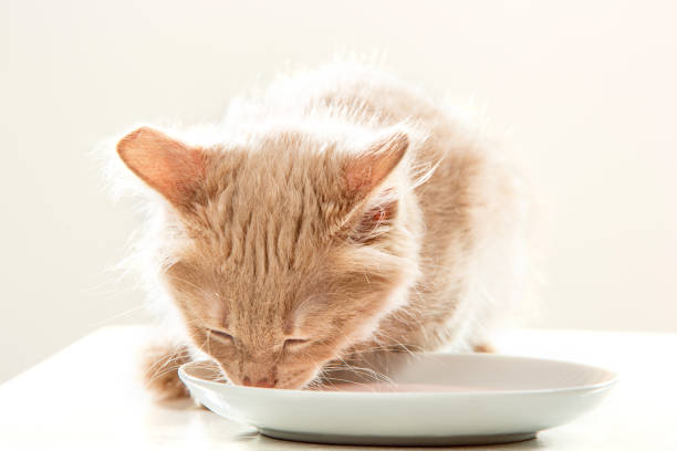 istock The cat on white background drinking milk 680208234