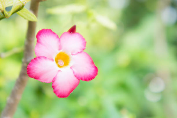 Pink flowers in the garden  , Desert Rose; Impala Lily; Mock Azalea flowers