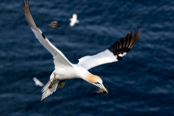 istock Gannet (Morus bassanus) in flight at Troup Head, Scotland 680214196