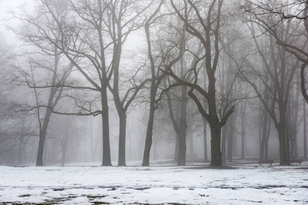 istock snowy winter park in mist 680217974