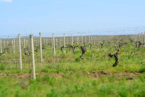 vineyard, big, row, grape