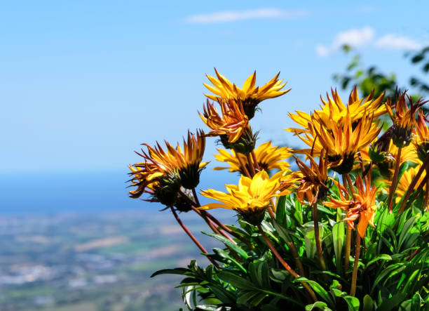 A closeup shot of colorful flowers in a field on a blurred background