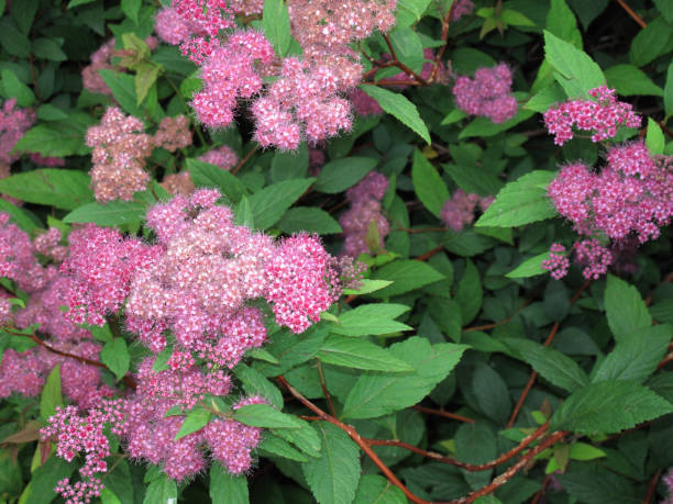 istock Spiraea japonica 680221258