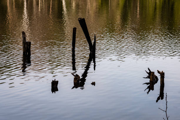 istock reflections of trees in the lake water 680225994