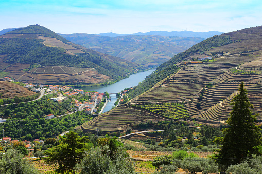The vineyards of Douro valley in Portugal. High angle landscape image of the Douro river with the surrounding villages and vineyards as seen from a scenic road viewpoint.