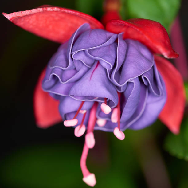 Fuchsia flower macro shot stock photo