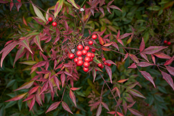 Nandina domestica Nandina domestica berries barberry family photos stock pictures, royalty-free photos & images